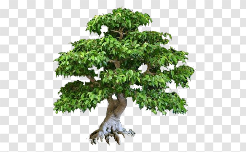 Bonsai Tree Taman - Lawn Transparent PNG