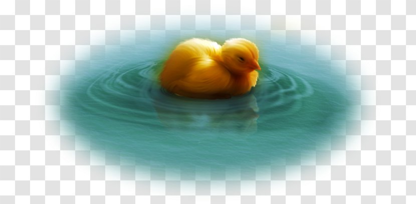 Duck Water Bird Desktop Wallpaper Computer Statistics Transparent PNG