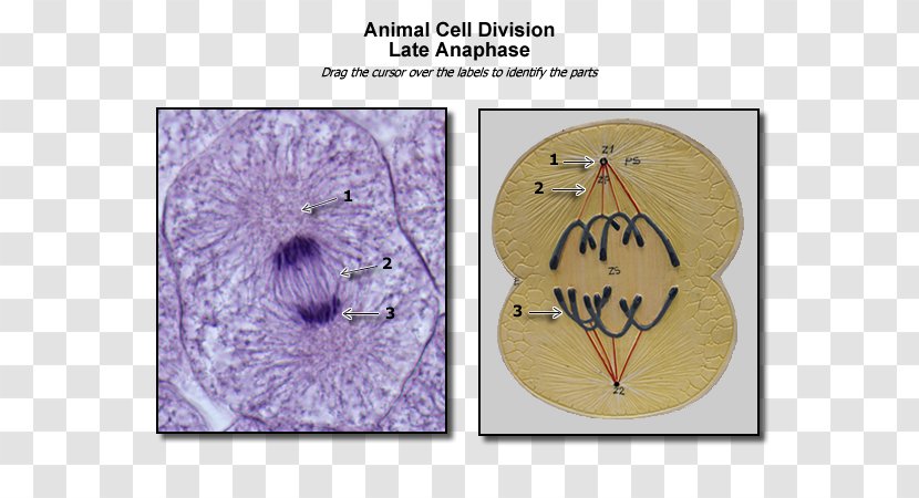 Somatic Cell Division Anaphase Animal Mitosis - Heart Transparent PNG