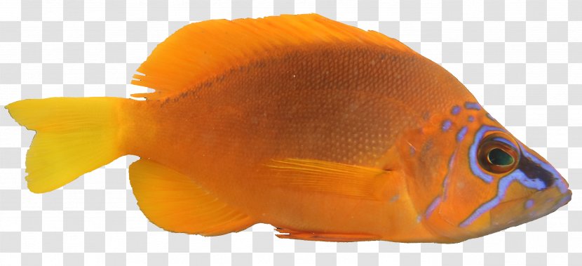 Goldfish Coral Reef Fish Hermaphrodite Oscar Transparent PNG