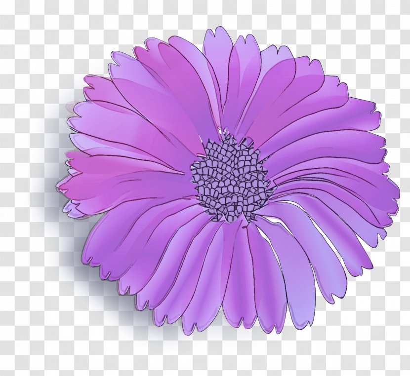 Lavender - Purple - Pink African Daisy Transparent PNG