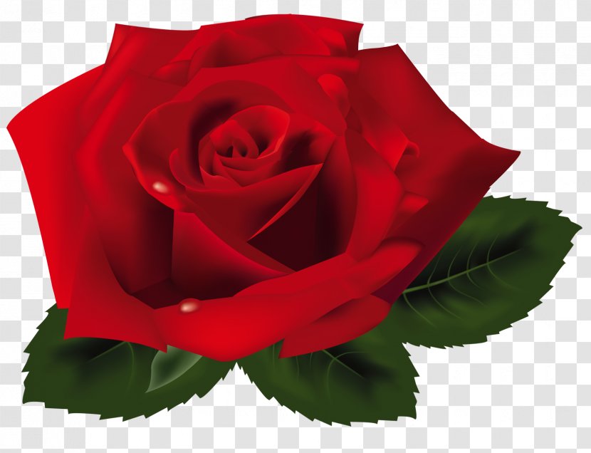 Rose Clip Art - Floral Design - Red Clipart Transparent PNG