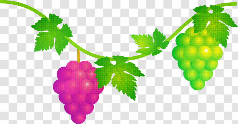 Grape Grapes Fruit Transparent PNG