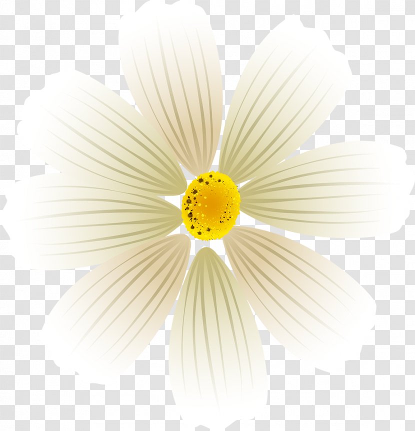 Daisy Family Flowering Plant Petal Desktop Wallpaper - Cosmos Flower Transparent PNG