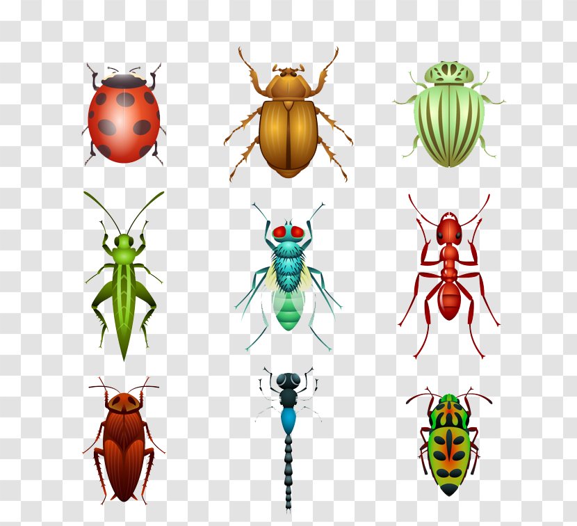 Beetle Euclidean Vector Sticker Ladybird - Insect Collecting - Design Material Transparent PNG