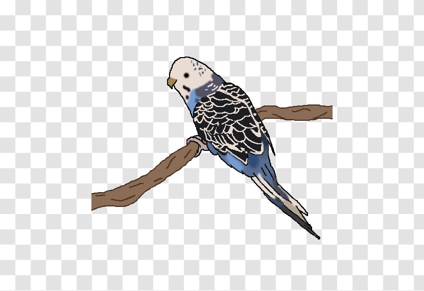 Owl Cobalt Blue Feather Beak Parakeet - Bird - Canary Transparent PNG