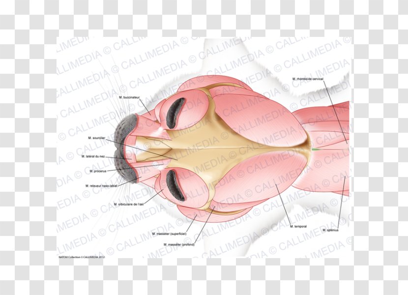 Anatomy Neck Head Muscular System Muscle - Frame - Flower Transparent PNG