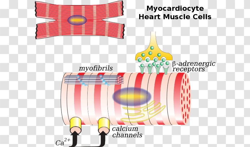 The Cardiac Muscle Cell Myocyte Heart - Results Were Particularly Significant Transparent PNG
