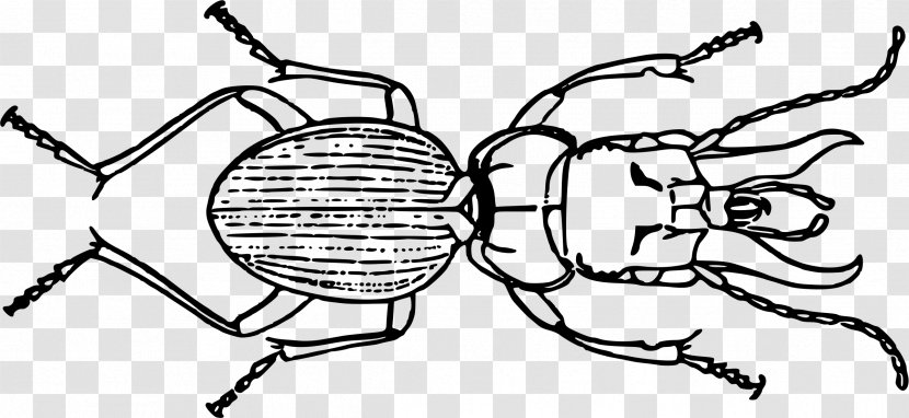Volkswagen Beetle Mecynognathus Damelii Clip Art - Flower Transparent PNG