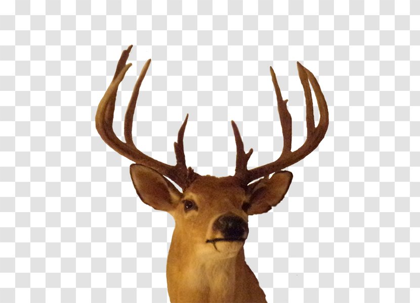 Elk Antler Trophy Hunting - Big Bucks Transparent PNG