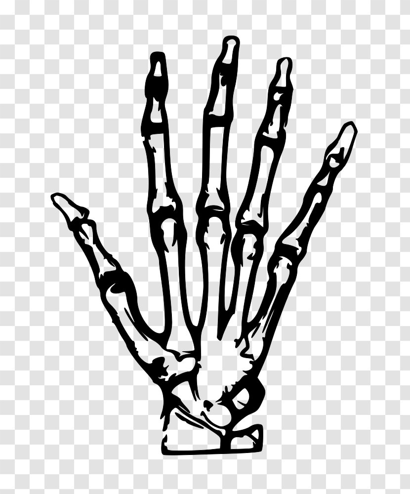 X-ray Clip Art - Coloring Book - Hand Transparent PNG