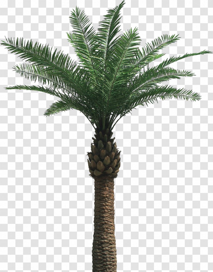 Arecaceae Clip Art - Palm Tree - Dates Transparent PNG
