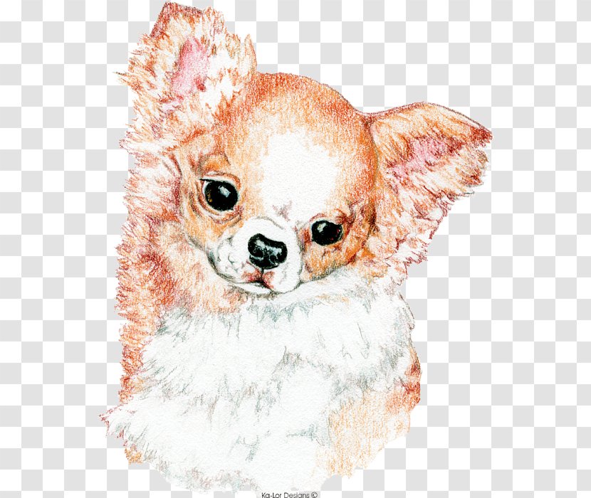 Chihuahua Puppy Dog Breed Companion Pug - Like Mammal Transparent PNG