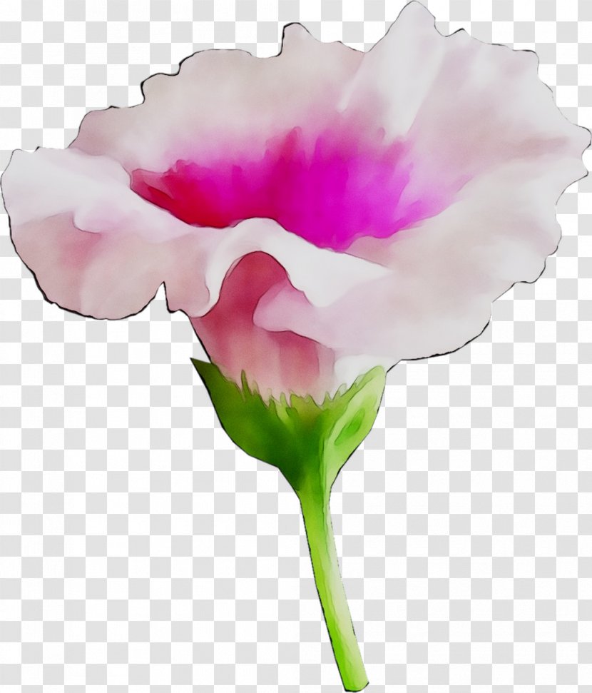Carnation Cut Flowers Rose Family Plant Stem - Sweet Pea Transparent PNG