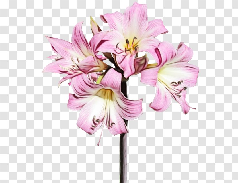 Flower Flowering Plant Pink Lily Cut Flowers - Peruvian Amaryllis Belladonna Transparent PNG