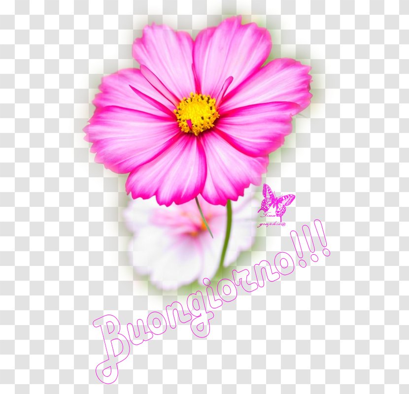 Garden Cosmos Annual Plant Koszmosz–460 Flower - Flowering - Cannel Transparent PNG