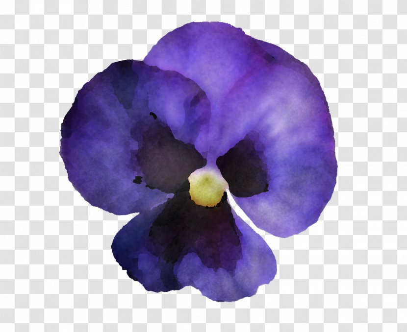 Violet Purple Petal Flower Plant - Pansy Morning Glory Transparent PNG