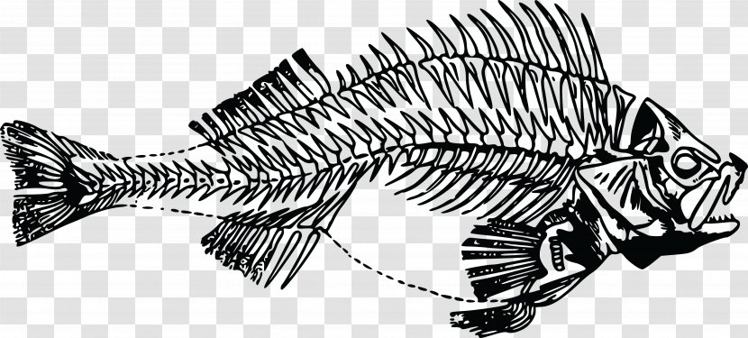 Fish Anatomy Bone Clip Art - Perch Transparent PNG