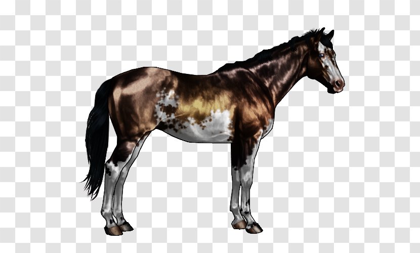 Mustang Appaloosa American Paint Horse Stallion Roan - Chestnut Transparent PNG