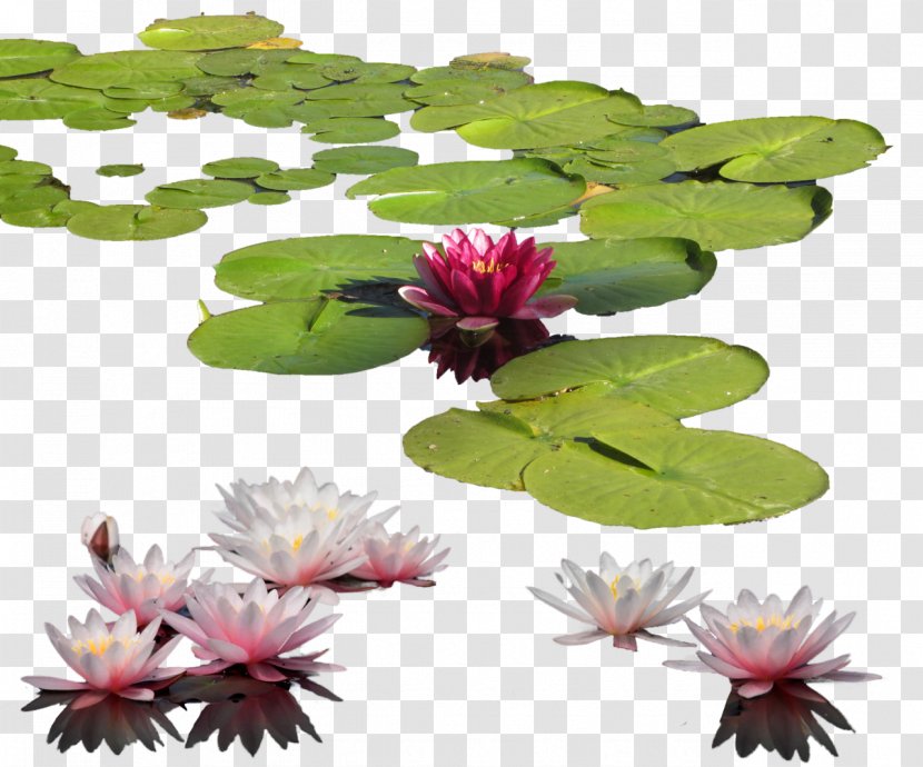 Petal Leaf Flowerpot - Water Lily Clipart Transparent PNG