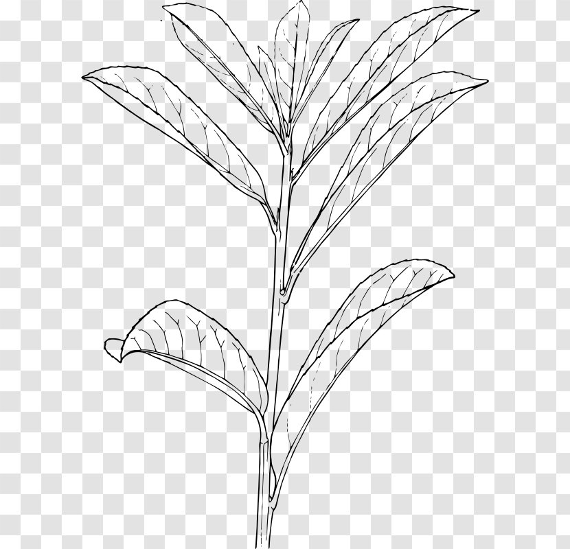 Shrub Drawing Plant Tree - Flowering Transparent PNG