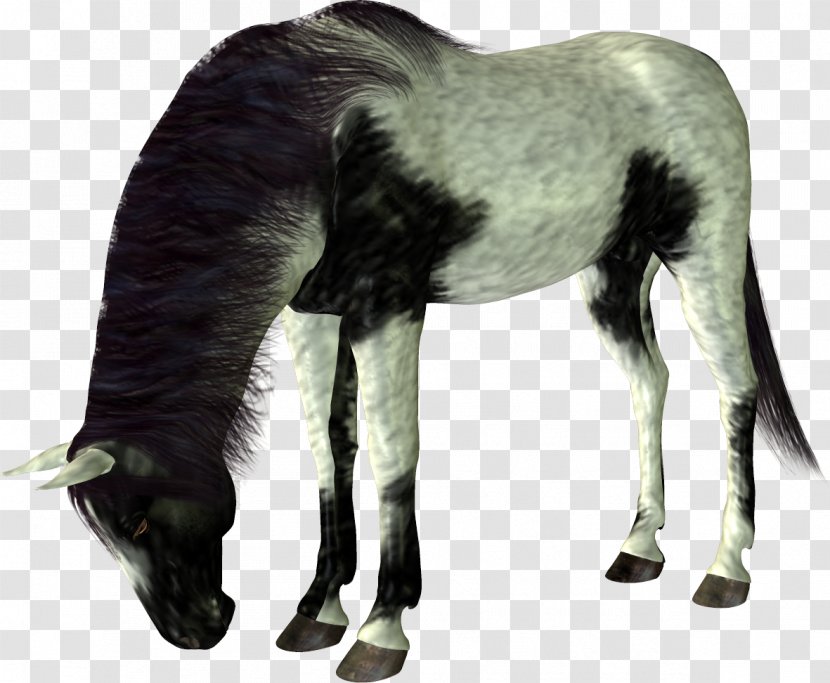 Mustang Foal Stallion Colt - Horse Supplies Transparent PNG