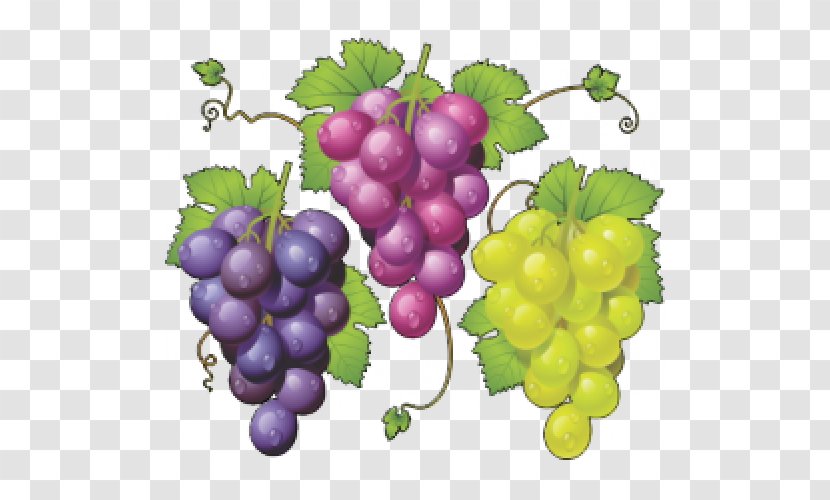 Common Grape Vine Zante Currant Vector Graphics Juice - Red Wine Transparent PNG