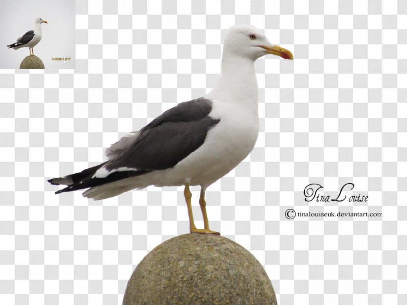 Great Black-backed Gull Gulls European Herring - Blackbacked - Bird Transparent PNG