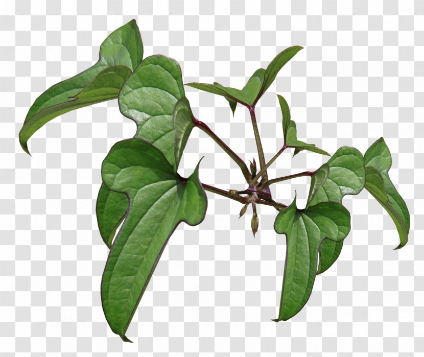 Flowerpot Herb Plant Stem Leaf Branching Transparent PNG