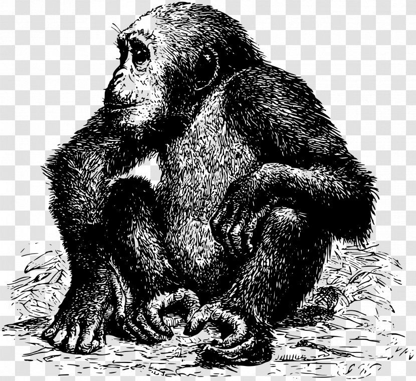 Ape Chimpanzee Gorilla Orangutan Monkey - Carnivoran Transparent PNG