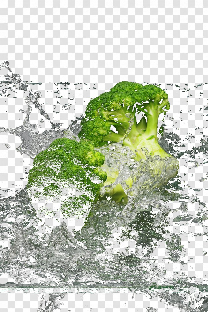 Water Graphic Design Broccoli Illustration - Grass Transparent PNG