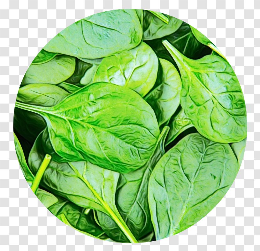 Leaf Vegetable Plant Flower Food - Spinach - Basil Transparent PNG