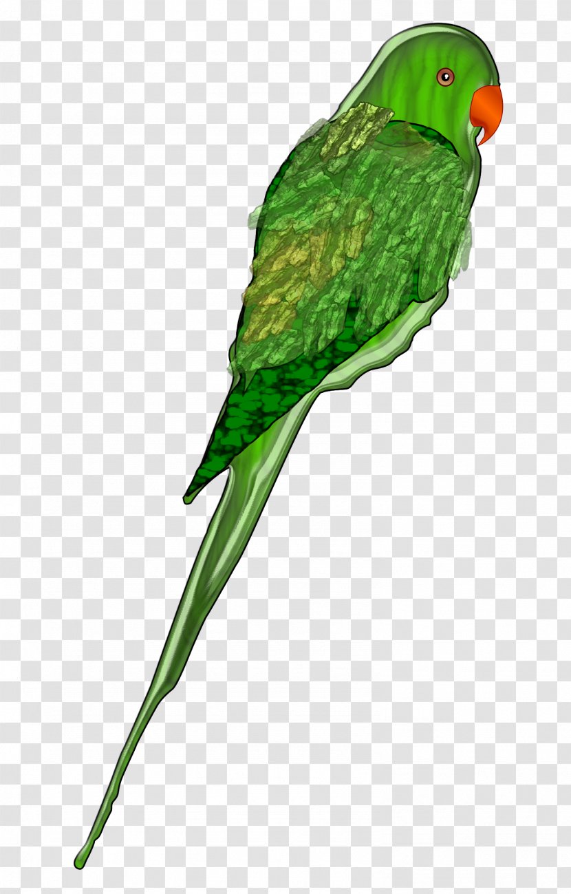 Parrot Bird Budgerigar Parakeet Clip Art - Beak Transparent PNG