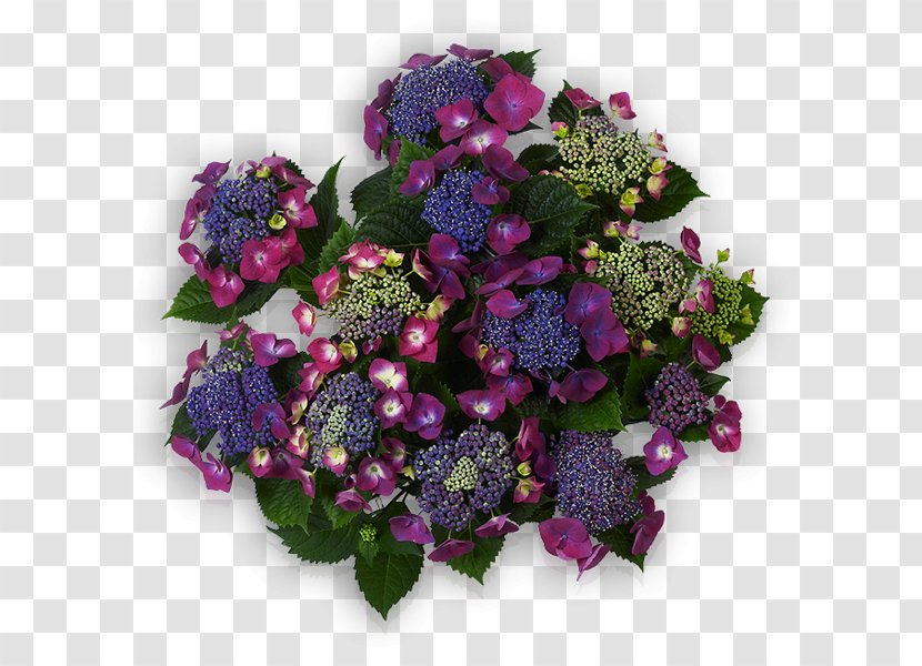 Violet Purple Flower Blue Reinerink Bloemen En Planten Tubbergen - Hortensia Transparent PNG