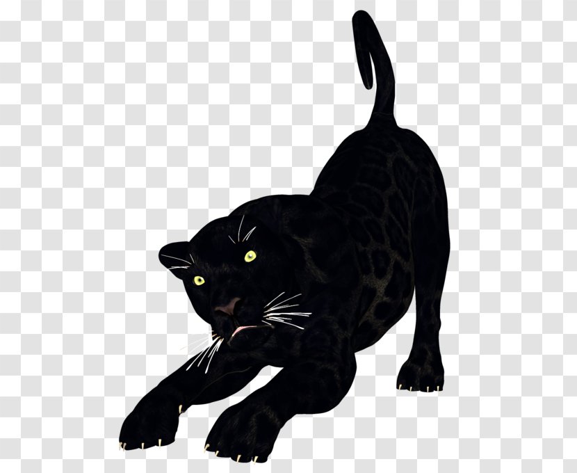 Whiskers Cougar Tiger Cat Leopard - Black Panther Transparent PNG