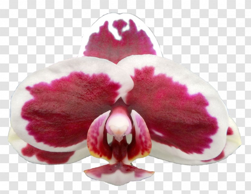 Moth Orchids Pink M - Orchid - Potted White Transparent PNG