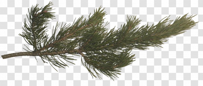 Pine Fir Spruce Tree Branch - Plant - Cone Transparent PNG