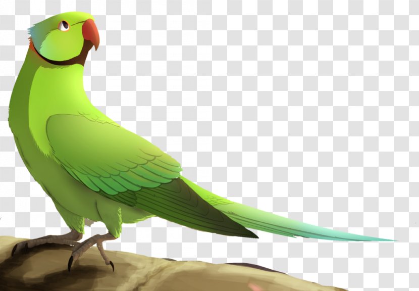 Lovebird Macaw Parakeet Feather Beak - Fauna Transparent PNG