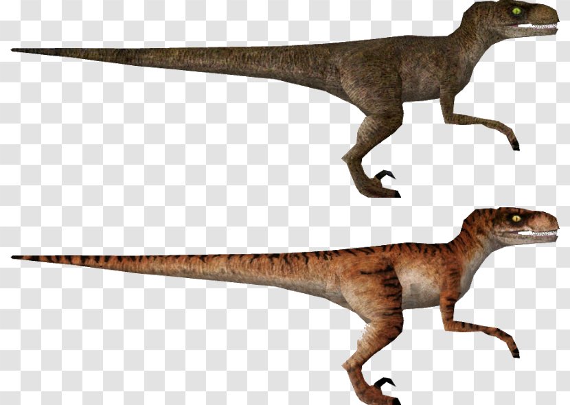 Velociraptor The Lost World Jurassic Park: Operation Genesis Tyrannosaurus Apatosaurus - Park Transparent PNG