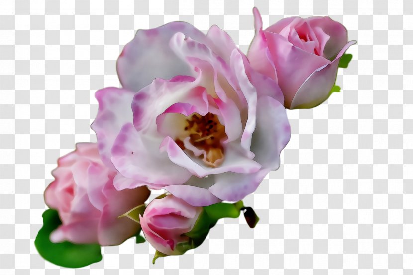 Garden Roses - Rose - Floribunda Transparent PNG