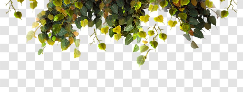 Leaf - Sky - Tree Transparent PNG
