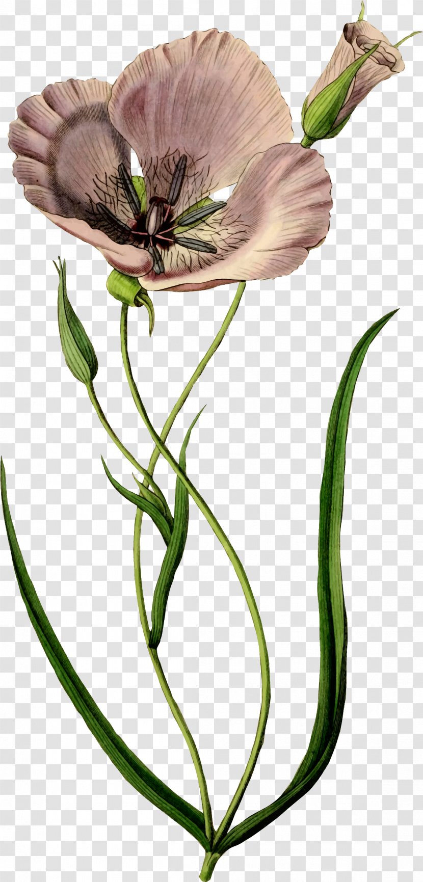 Poppy Flower Clip Art - Petal Transparent PNG
