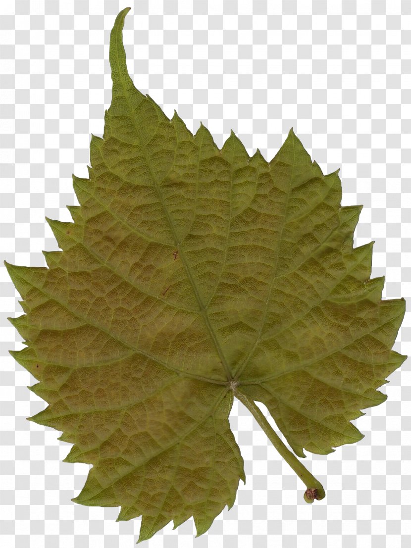 Plane Trees Leaf Maple Woody Plant - Black - Grape Leaves Transparent PNG