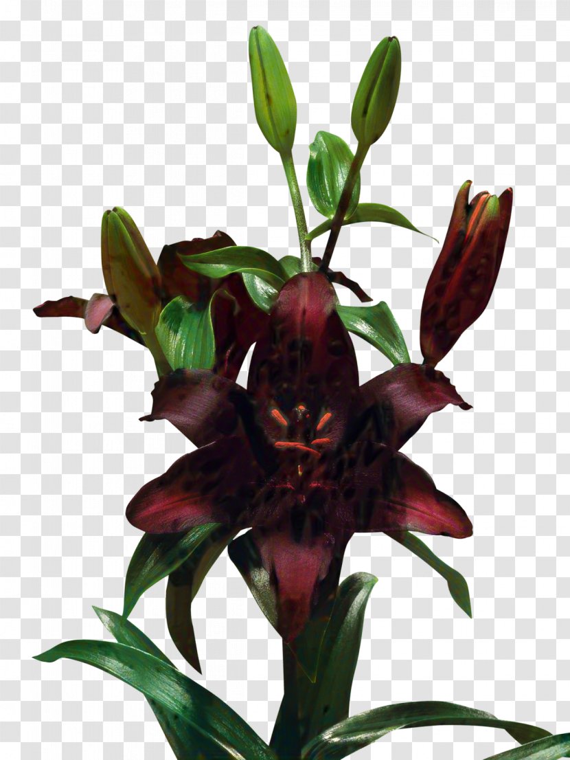 Flowerpot Lily M - Houseplant Transparent PNG