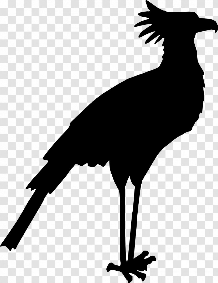 Bird Drawing Clip Art - Beak - Birds Silhouette Transparent PNG