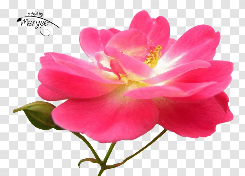 Floribunda Garden Roses Cabbage Rose French Japanese Camellia - Peony - Sasanqua Transparent PNG