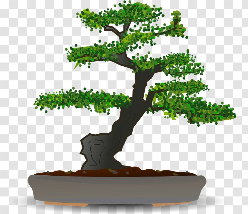Family Tree Background - Plant - Pine Trunk Transparent PNG