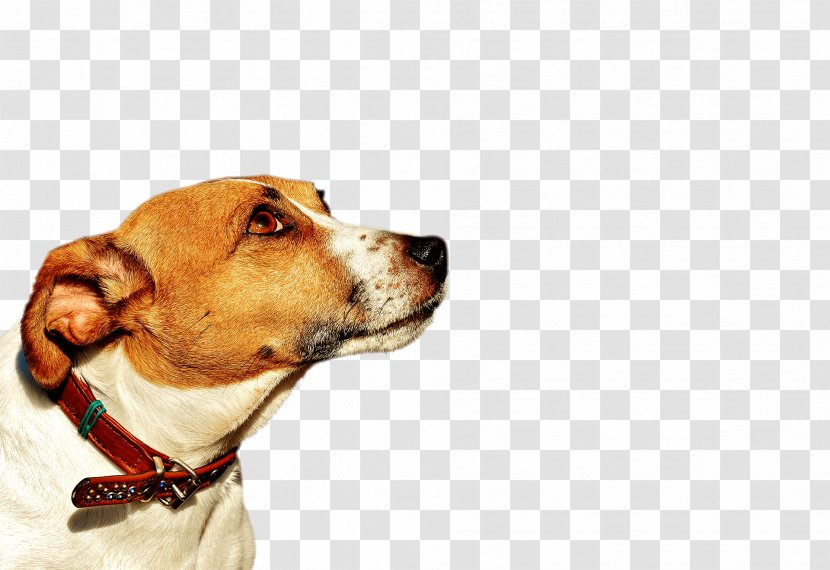 Dog Breed English Foxhound Jack Russell Terrier Parson - Staffordshire Bull Transparent PNG
