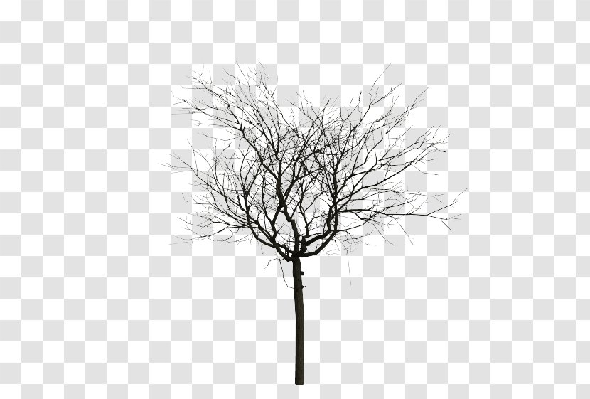 Tree Oak Clip Art - Woody Plant Transparent PNG
