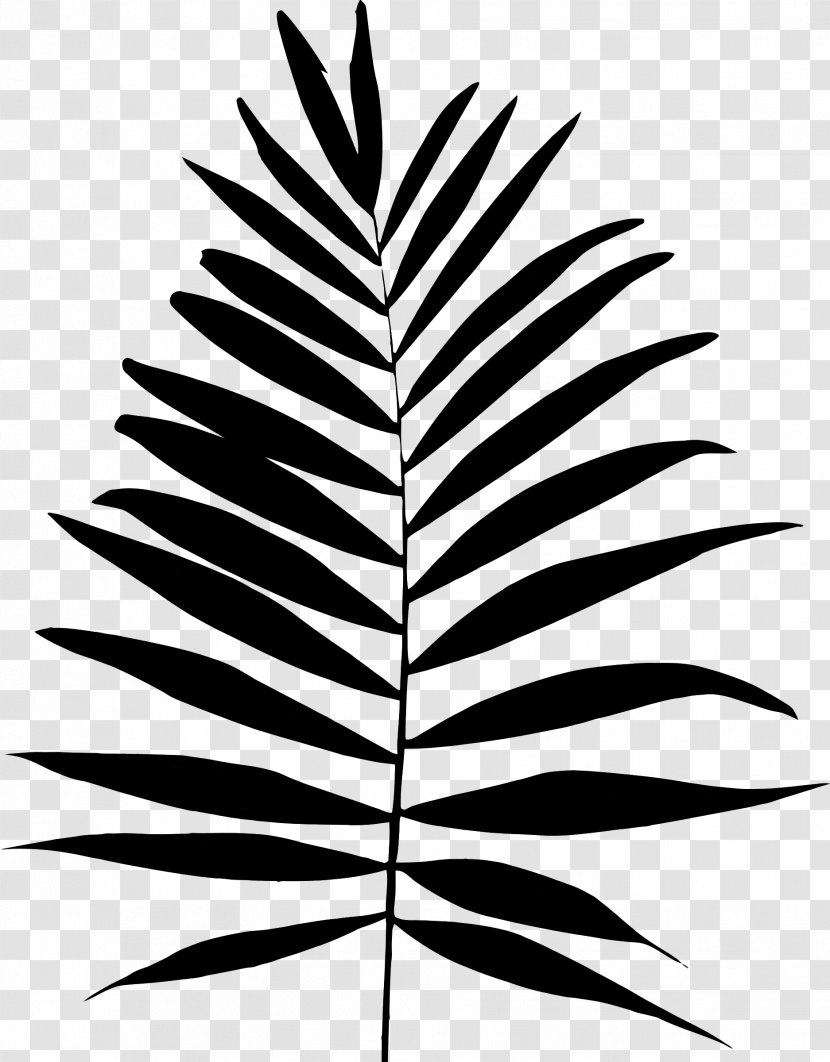 Palm Trees Plant Stem Leaf Font Line - Arecales - Photography Transparent PNG